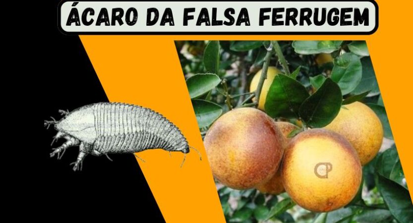 acaro da falda ferrugem