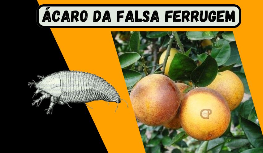 acaro da falda ferrugem